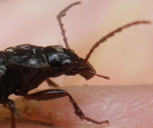 Réf. 217 583 : Nebria brevicollis